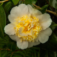 Camélia Camellia x Williamsii 'Jury’s Yellow' jaune