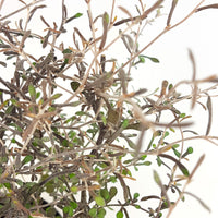 Corokia Corokia 'Silver Leaf' Vert