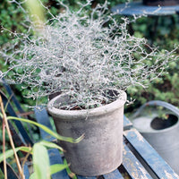 Corokia Corokia 'Silver Leaf' Vert