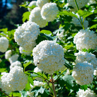 Hortensia Hydrangea 'Strong Annabelle' Blanc