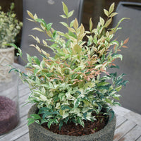 Bambou céleste Nandina 'Twilight' rose-blanc-vert