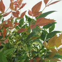 Bambou céleste Nandina 'Twilight' rose-blanc-vert