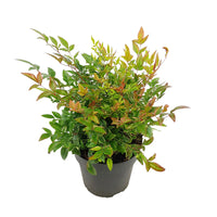 Bambou céleste Nandina 'Twilight' rose-blanc-vert
