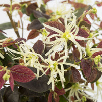 Loropétale de Chine Loropetalum 'Ruby Snow' blanc