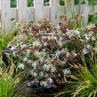 Loropétale de Chine Loropetalum 'Ruby Snow' blanc