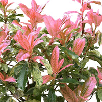 Photinia Photinia 'Pink Crispy' vert-rose