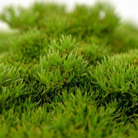 Sagine subulée Sagina 'Forest Green' Vert