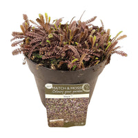Sagine subulée Sagina 'Family Black' brune
