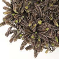 Sagine subulée Sagina 'Family Black' brune