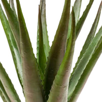 Plante artificielle Aloe vera vert-rouge avec cache-pot anthracite