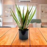 Plante artificielle Aloe vera vert-rouge avec cache-pot anthracite