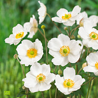 Anémone d'automne Anemone 'Honorine Jobert' - Biologique blanc
