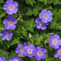 Bec de grue Geranium 'Rozanne' - Biologique bleu