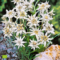 Edelweiss Leontopodium alpinum - Biologique blanc