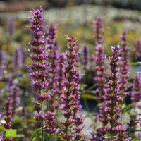 Agastache Agastache 'Ayala' - Biologique violet