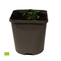 Agastache Agastache 'Ayala' - Biologique violet
