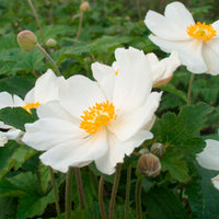 Anémone d'automne Anemone 'Honorine Jobert' - Biologique blanc