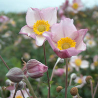 Anémone d'automne Anemone 'Robustissima' - Biologique rose