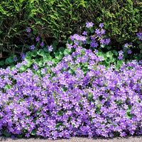 Campanula portenschlagiana (campanule des murets) – bleu-violet - Bio