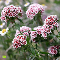 Œillet de poète Dianthus 'Diabunda' - Biologique violet-blanc
