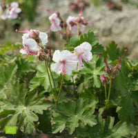 Bec de grue Geranium 'Biokovo' Blanc-Rose - Bio