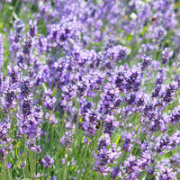 Lavande Lavandula 'Hidcote' - Biologique violet