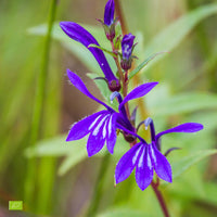 Lobelia de Dortmann sessilifolia - Biologique bleu violet