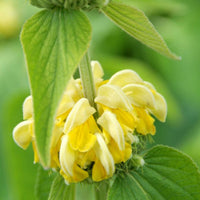 Sauge de Jérusalem Phlomis russeliana - Biologique jaune