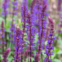 Sauge des bois Salvia 'Caradonna' - Biologique violet