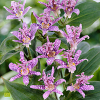 Lys crapaud Tricyrtis hirta - Biologique violet-blanc