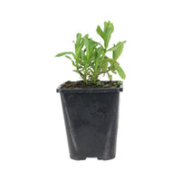 Grande salicaire commune Lythrum salicaria violette Biologique