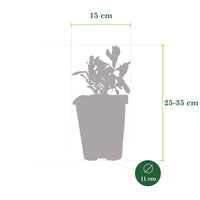 Grande salicaire commune Lythrum salicaria violette Biologique