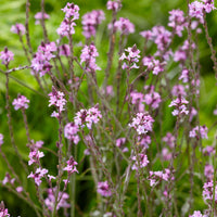 Verveine officinale Verbena 'Bampton' - Biologique violet