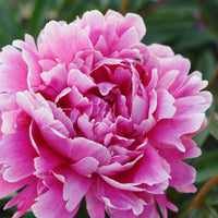 Pivoine Paeonia 'Alexander Fleming' - Biologique rose