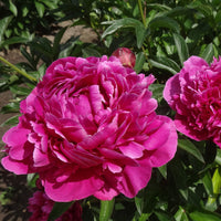 Pivoine Paeonia 'Karl Rosenfield' - Biologique rose