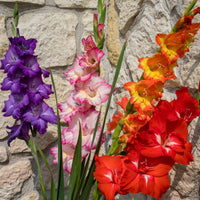 8x Glaïeul Gladiolus Glamini - Mélange 'All Colors' panier incl.