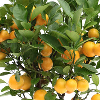 Citrus ‘Calamondin’ avec cache-pot en céramique taupe