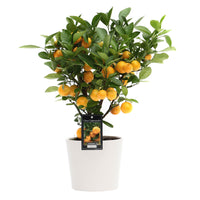 Mandarinier Citrus mitis 'Citrofortunella microcaurau' avec cache-pot en céramique blanc