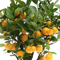 Mandarinier Citrus mitis 'Citrofortunella microcaurau' avec cache-pot en céramique blanc