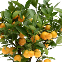 Mandarinier Citrus mitis 'Citrofortunella microcaurau' avec cache-pot en céramique gris