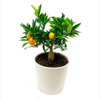 Mandarinier Citrus mitis 'Citrofortunella microcaurau' avec cache-pot en céramique gris
