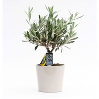 Olivier Olea europaea 'Cipressino' avec cache-pot en céramique gris