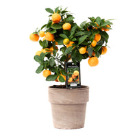 Mandarinier Citrus mitis 'Calamondin' avec cache-pot en pierre