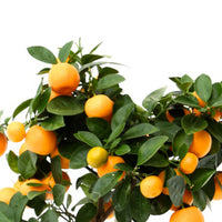 Mandarinier Citrus mitis 'Calamondin' avec cache-pot en pierre
