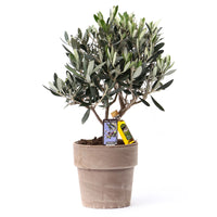Olivier Olea europaea 'Cipressino' avec cache-pot en pierre
