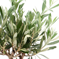 Olivier Olea europaea 'Cipressino' avec cache-pot en pierre