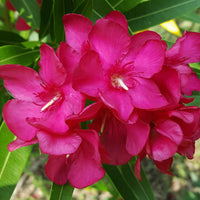 Nerium oleander rouge incl. Cache-pot Elho anthracite