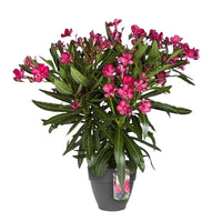 Nerium oleander rouge incl. Cache-pot Elho anthracite