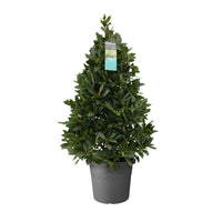 Laurier en arbre Laurus nobilis vert incl. Cache-pot Elho anthracite