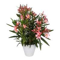 Nerium oleander rose incl. Cache-pot Elho blanc